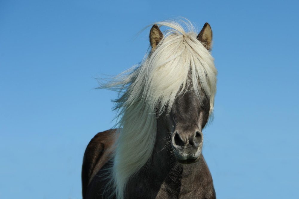 horse 1330690 1920 1000x665 - Comprendre le SEO