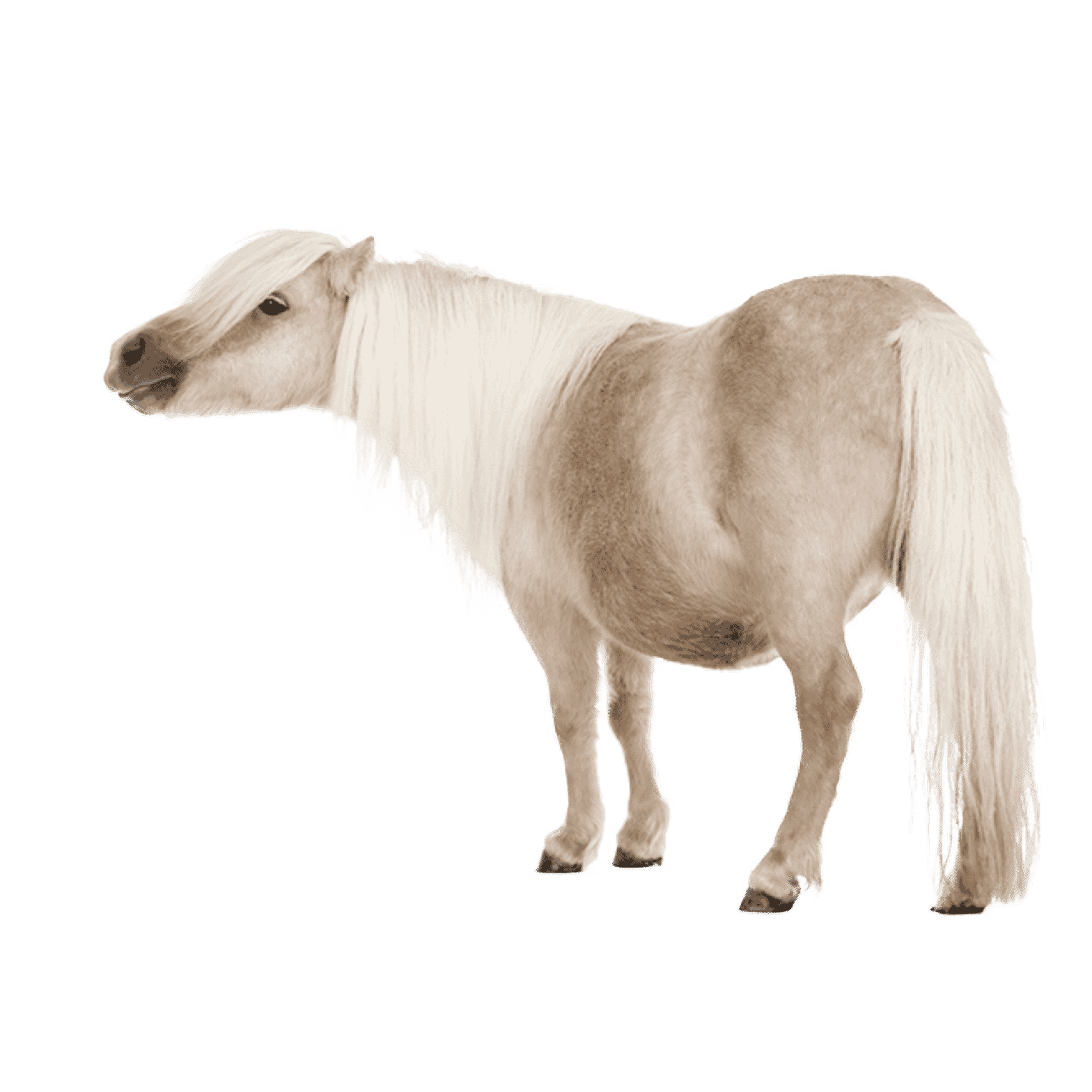 pony bloc recrutement@2x - SEECLY